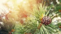Green_coniferous_cedar_ripe_pine_cones_on_tree_branch_forest_sunlight._Concept_harvesting_and_receiving_oil.